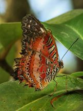 450px-Leopard_Lacewing_Cethosia_cyane_Richard_Bartz_