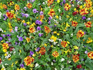800px-Beet_mit_Tulpen_und_Stiefmütterchen
