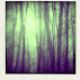 106416496 80 80 #BlogFlash2012: 30 Days, 30 Prompts, 30 Posts: #13 Forest