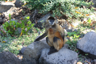 MonkeyScratch