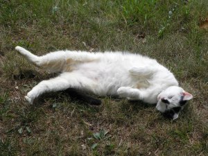 SAMSUNG DIGITAL CAMERA