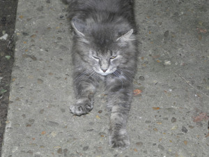 SAMSUNG DIGITAL CAMERA