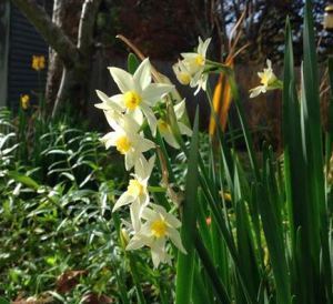 jonquils May 2014