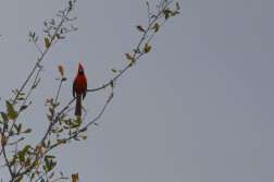 RedBird