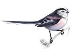 Longtailedtit