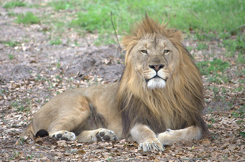 Lion
