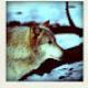 107517348 80 80 #BlogFlash2012: 30 Days, 30 Prompts, 30 Posts: #18 Wild at Heart