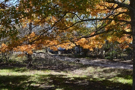 Thanksgiving-morning