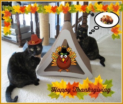 Thanksgiving cats