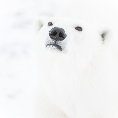 20141121-Cape-Churchill-203-2