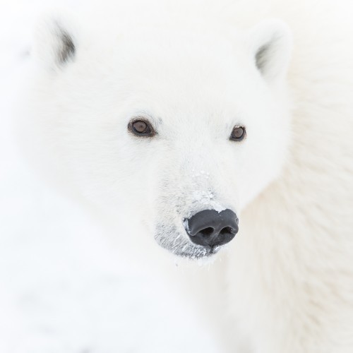 20141121-Cape-Churchill-224-2