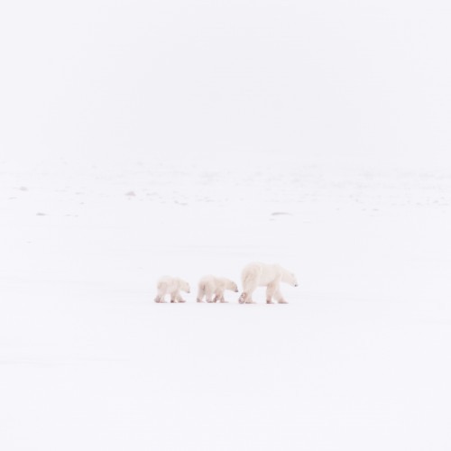 20141121-Cape-Churchill-608-2