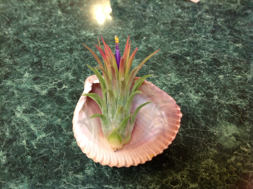 Awesome, A Bloom!