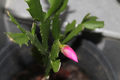 Christmas cactus
