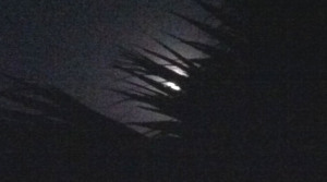 Full moon rising behind palm tree