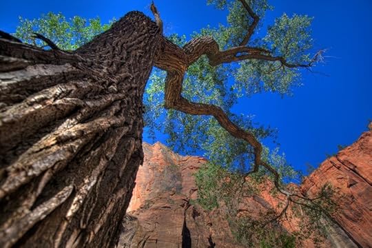 Zion cottonwood
