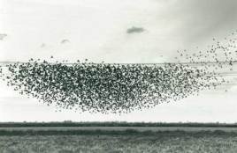Migrating Birds