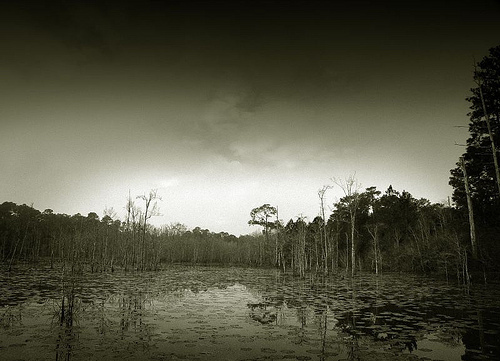 Sepia Swamp