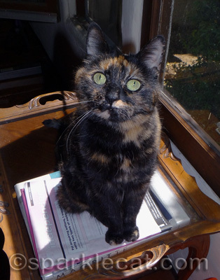 She is hoping my human will go out and fetch the birdie for her