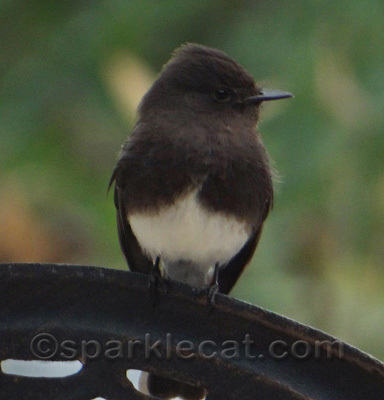 UFO - Unidentified Feathered Object