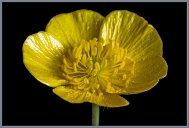  photo 9f5b692d-eade-4f5c-85e5-0f12294f1b43_zps978bf4ec.jpg