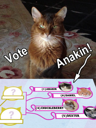 I <3 Anakin!