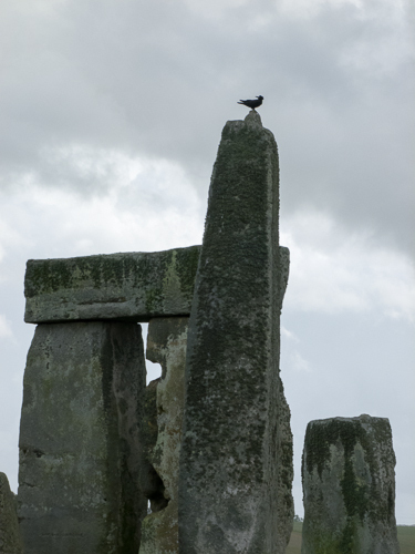 Stonehenge Crow