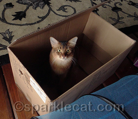 I hope the winner gets a big box like this one!