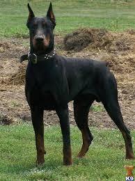  photo doberman_zpsfb733803.jpg