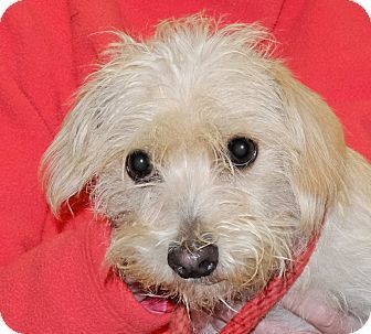 Terrier (Unknown Type, Small) Mix Dog for adption in Spokane, Washington - Doots