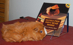 Guinea Pigs Don't Read Books?
