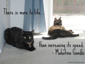 Conscious Cat Sunday Taking a Break resized