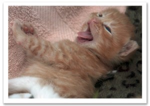 orange_kitten