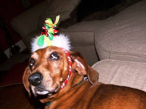 Christmas Holly