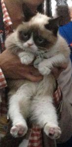 Grumpy_Cat_SXSW_2013_cropped