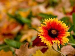 autumn flower