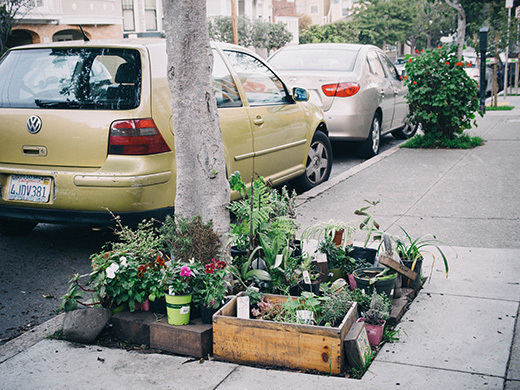 Parkway garden in San Francisco