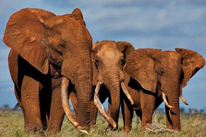 elephant picture