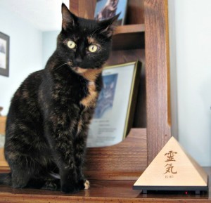 Reiki_cat