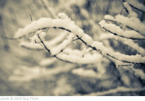 'Winter theme' photo (c) 2009, Ilya - license: http://creativecommons.org/licenses/by-sa/2.0/