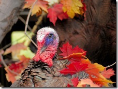 Thanksgiving--Bosela--MorgueFile