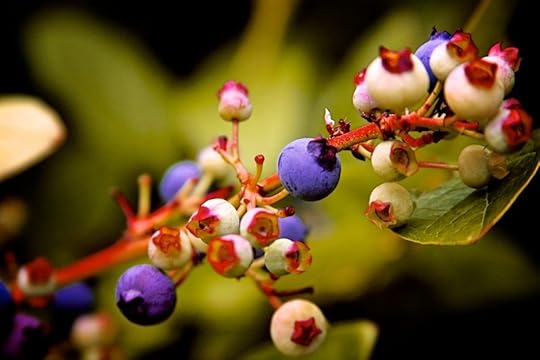 blueberries-maine-barrens