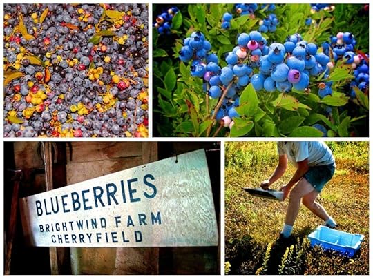 blueberry-harvest-maine