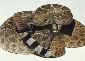 RATTLESNAKE