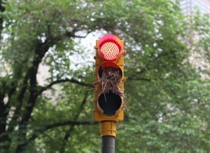 birdhouse