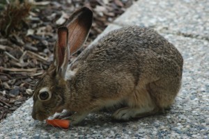 Rabbits