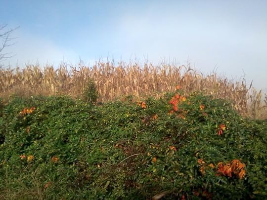 IMG_20141030_093508