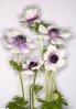 anemones