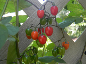 Belladonna