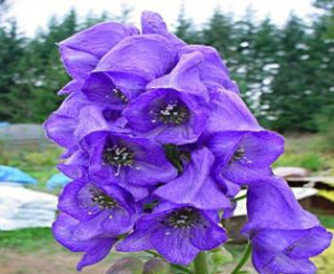 monkshood